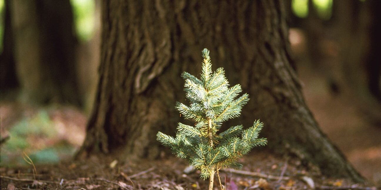 Roy Morsch/GETTY IMAGES Roy Morsch/GETTY IMAGES
