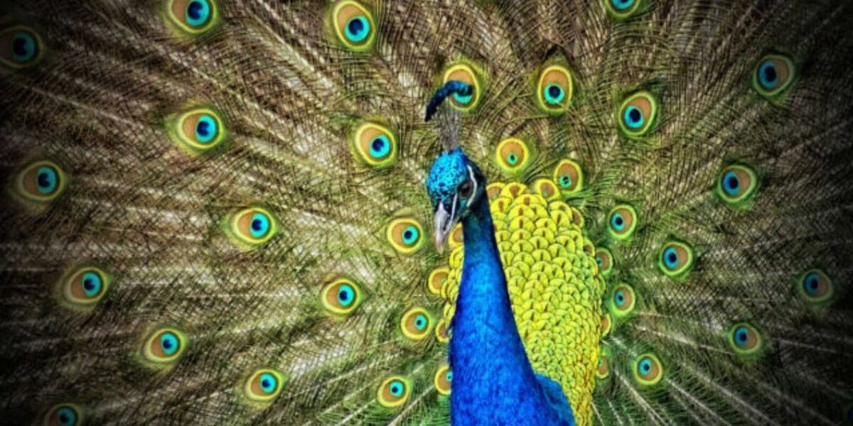 peacock