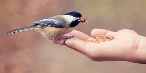 torahfromaroundtheworld_noach2019_illustration