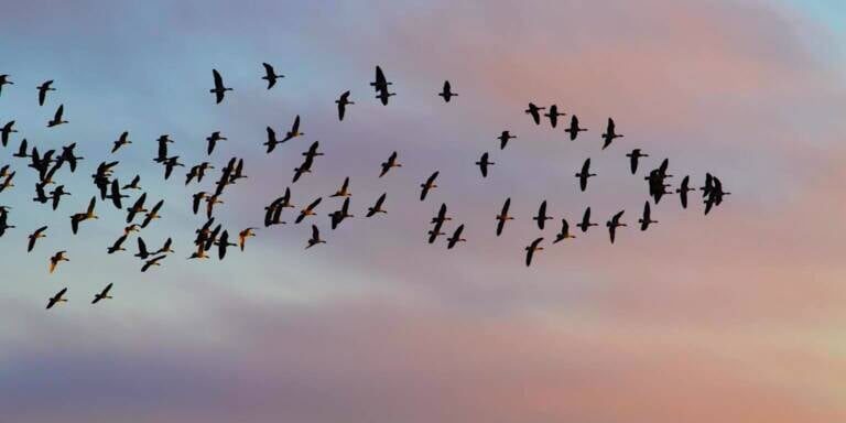 leadership-following-leading-masa-flying-birds-geese-soaring-flight-sky-forward-1536×1023-1-768×512